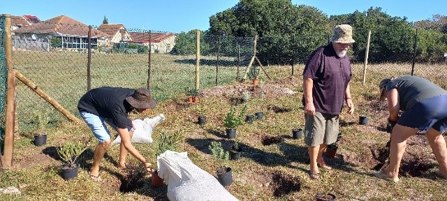 Re-Establishing Proteas