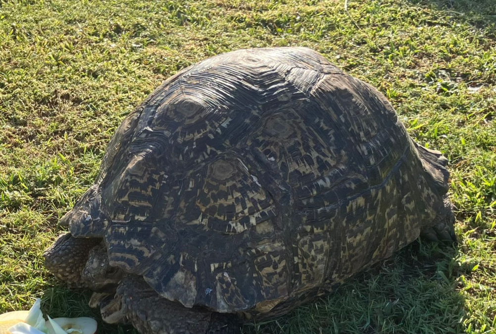 Celebrating our tortoises