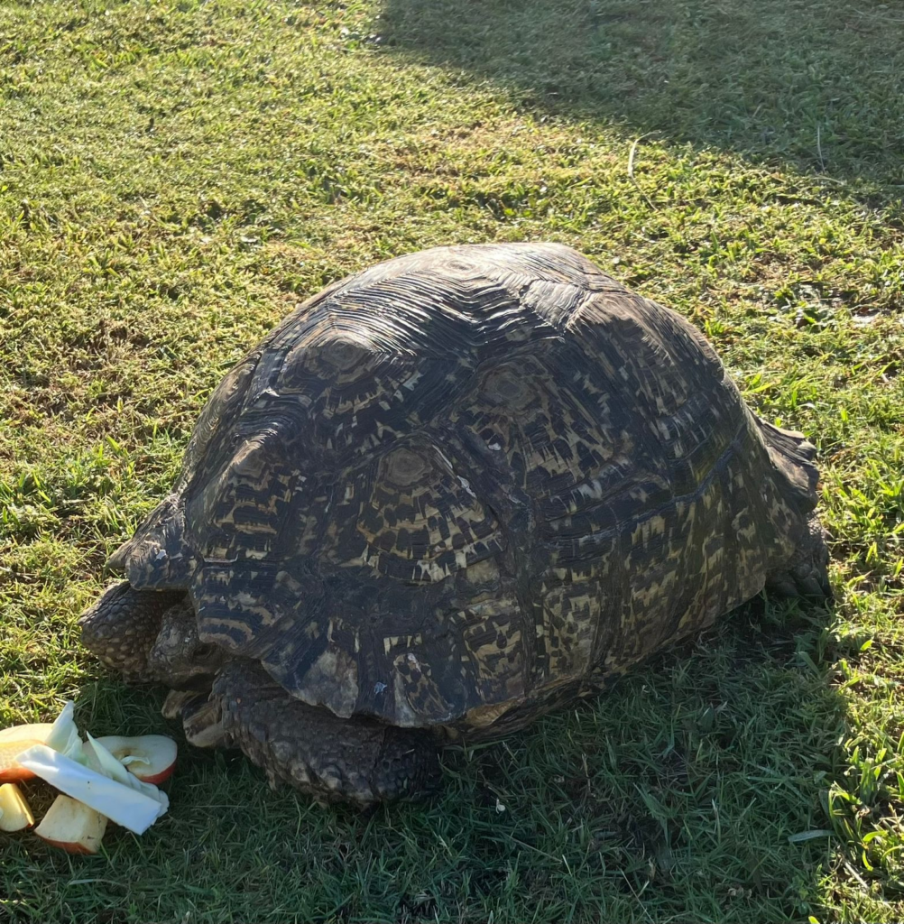 Tortoise1-1002x1024