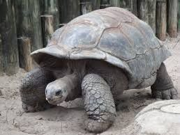Tortoise3