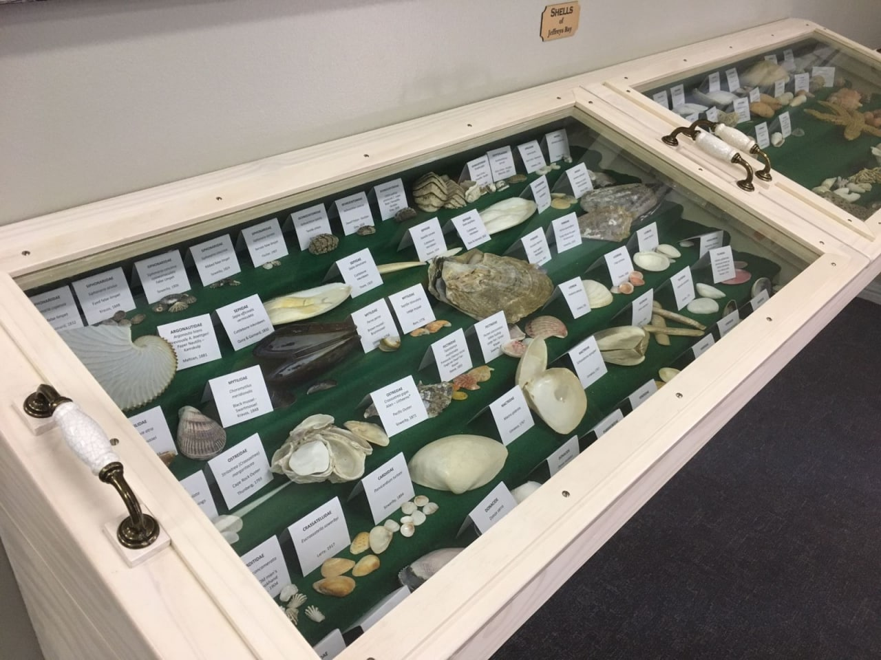 Treasures-of-the-ocean3