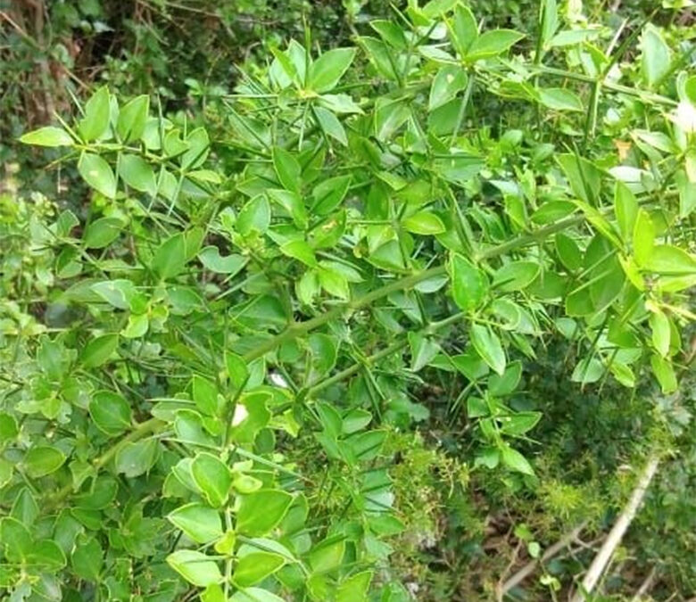 Speldedoring and Oumansoutbos