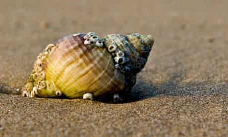 Returning shells to the sea