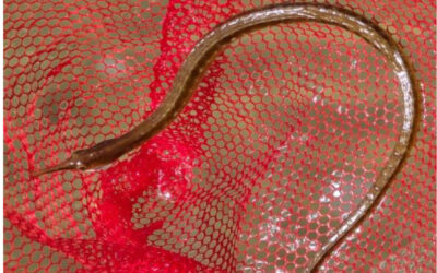 Longsnout Pipefish (Syngnathus temminckii) Spotted in Our Canal