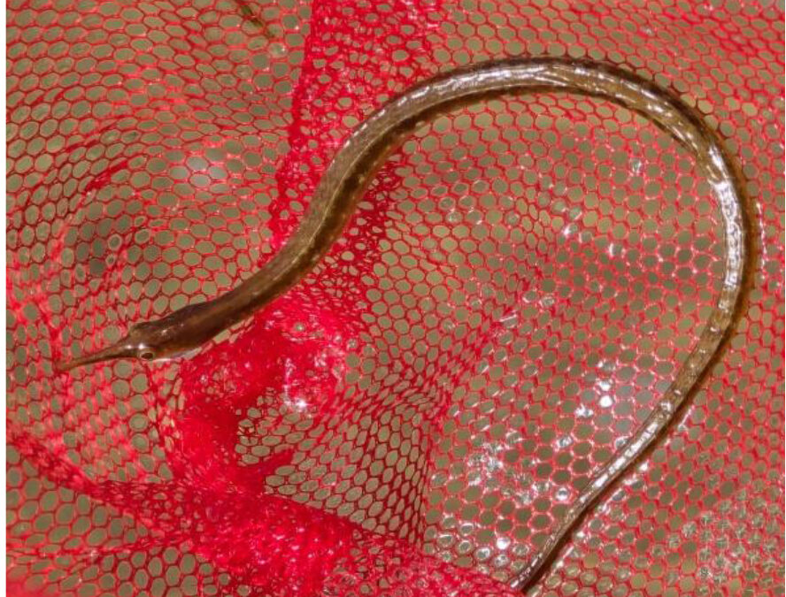 Longsnout Pipefish (Syngnathus temminckii) Spotted in Our Canal