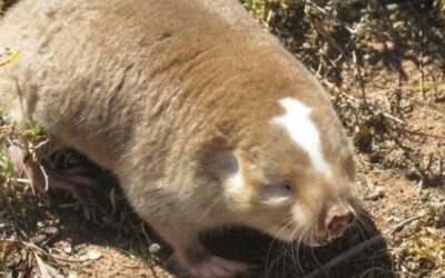 Cape Dune Mole-rat