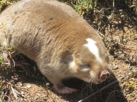 Cape Dune Mole-rat
