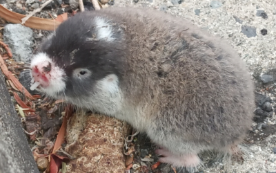 Moles just LOVE wet season in the Marina